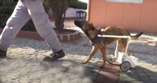 Felçli Köpek Su Borusu ve Pazar Arabasıyla Hayata Tutundu