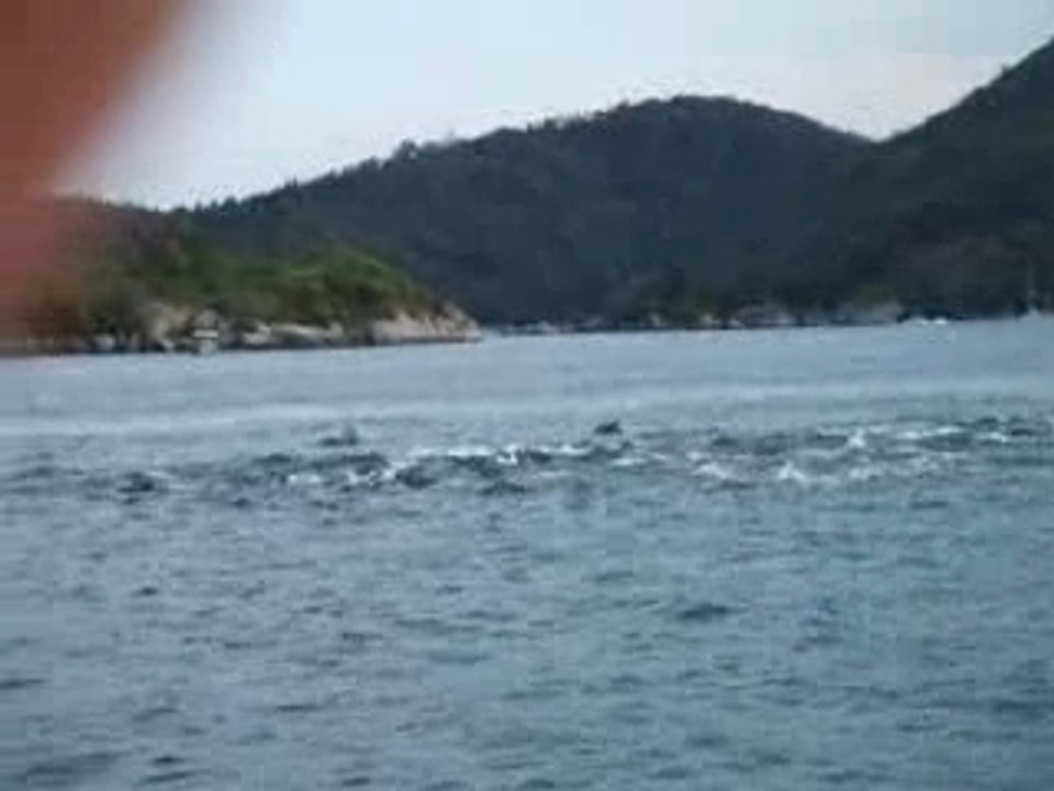 Ban de dauphins