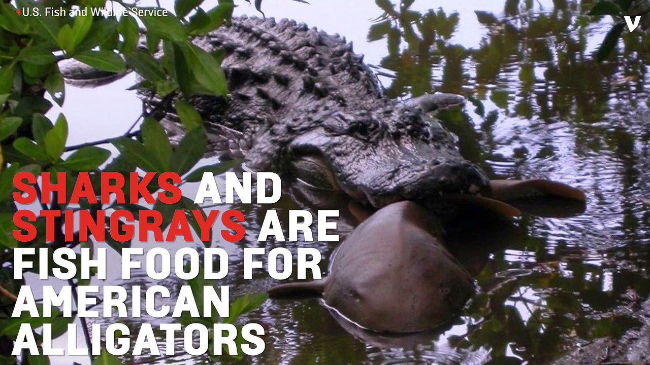 Sharks And Stingrays Are Alligator Lunch