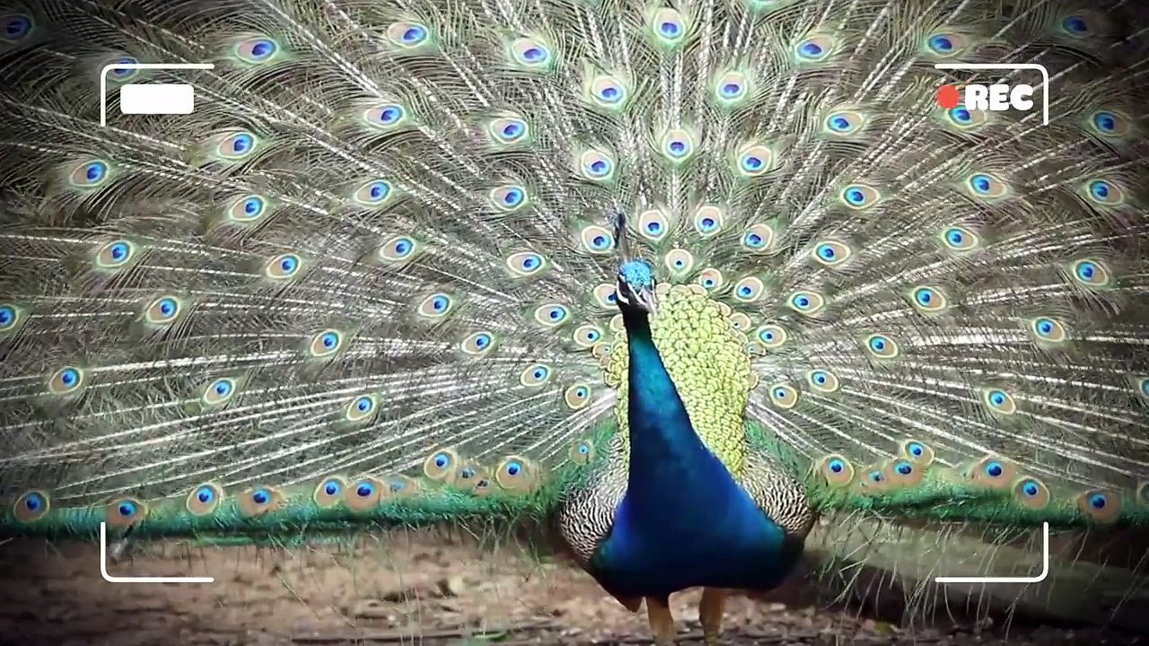 Малышарики - Новые серии - Грузовичок | Сборник - Развивающие мультики про машинки