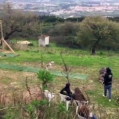 Pitbull'un inanılmaz gösterisi - acemikamera