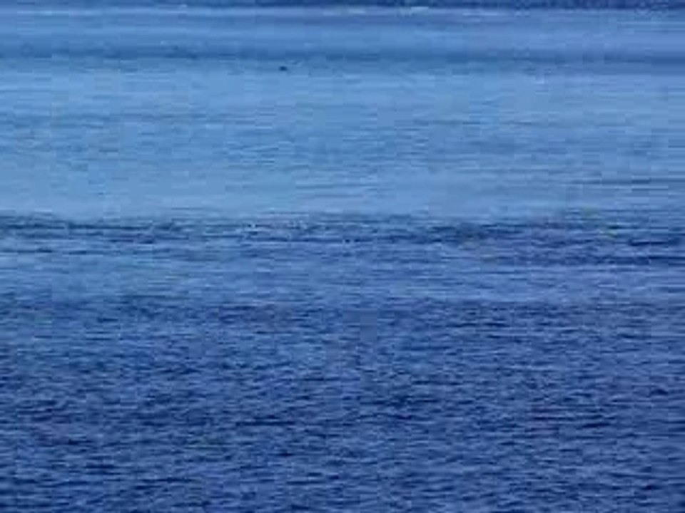 Les Baleines  de Tadoussac Juillet 2005