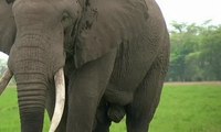 Rencana AS Cabut Larangan Impor Gading Gajah Dikecam