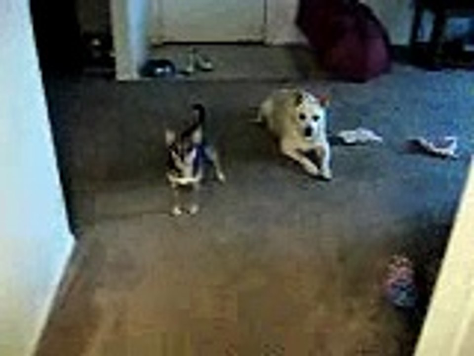 I forgot their cookies