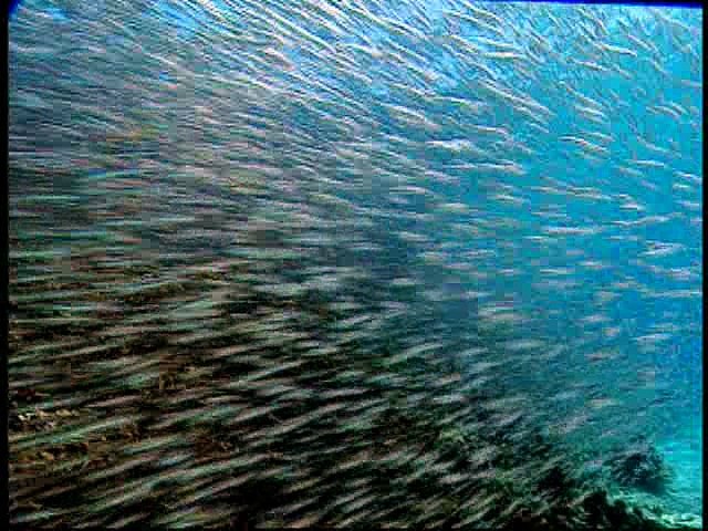 Baby Einstein World Animals Video Dailymotion