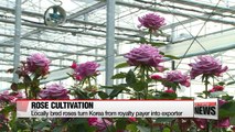 Korean-bred roses turn royalty payer into exporter