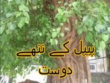 Aao Urdu Seekhein, Learn Urdu for kids class 2 and beginners, L 25, Urdu khani پیپل کے ننھے دوست
