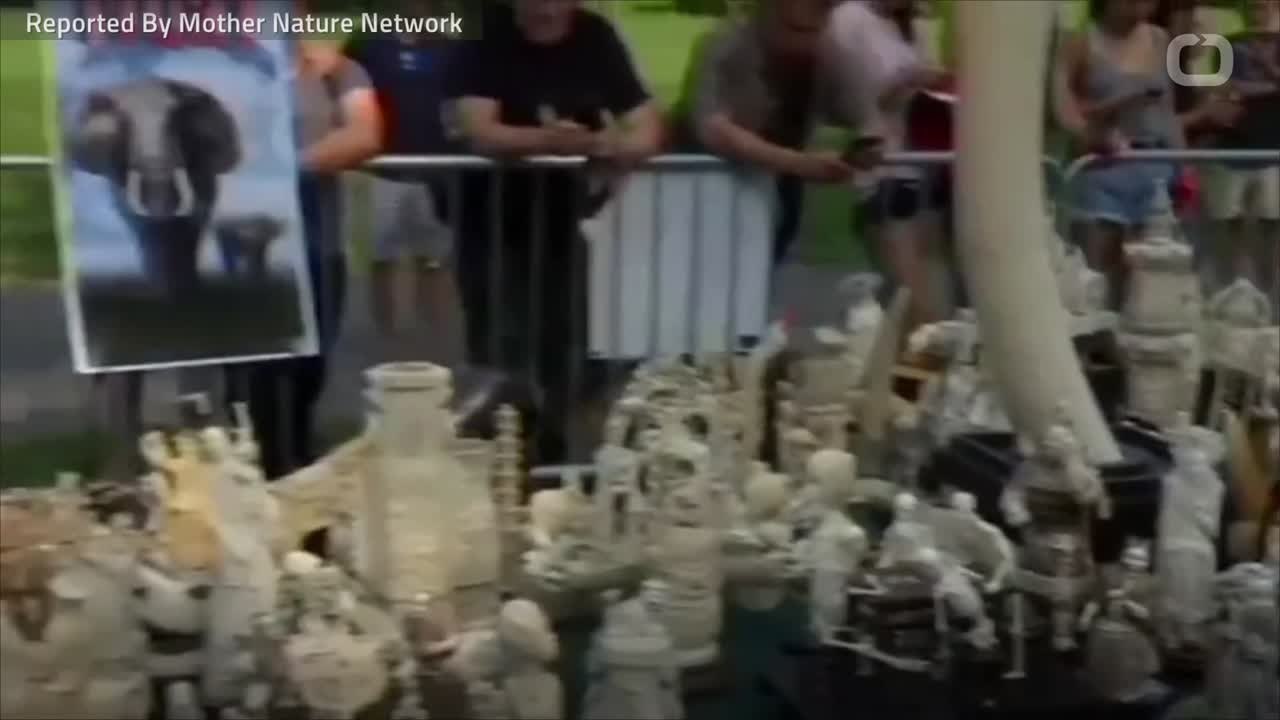 Trump Administration Is Not Sure Whether To Lift Ban On Importing Elephant Trophies