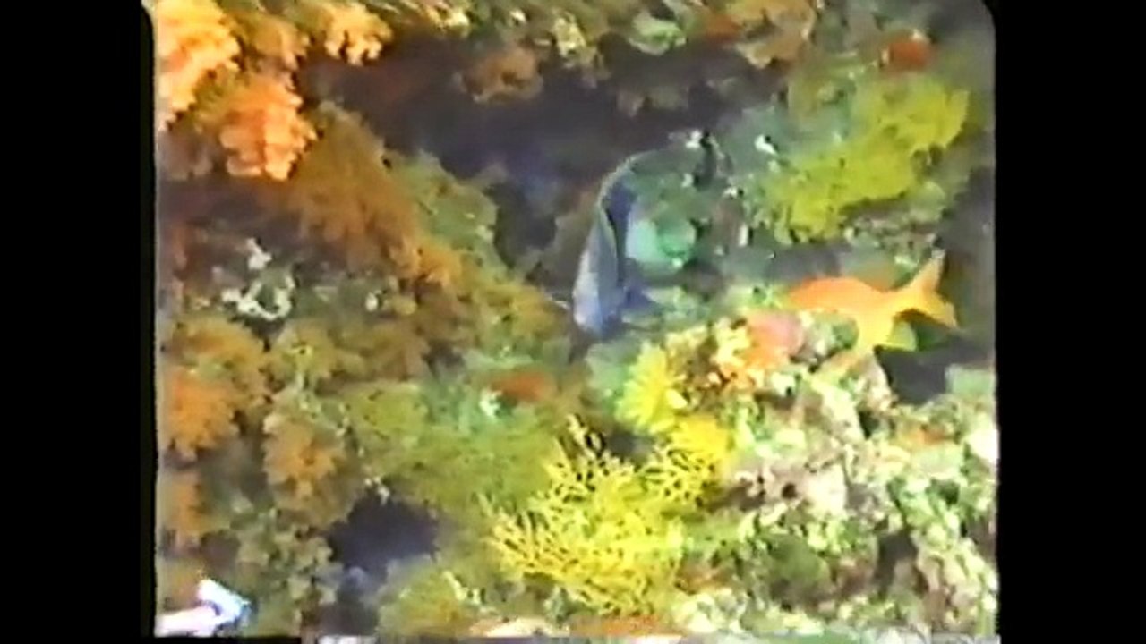 Animal Alphabet (full)