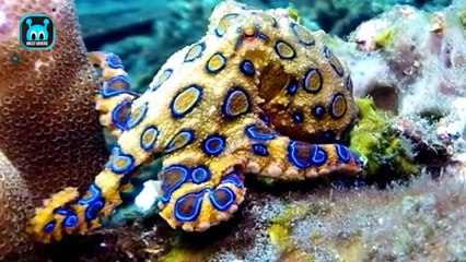 11 Scariest Ocean Predators