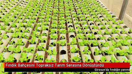 Fındık Bahçesini Topraksız Tarım Serasına Dönüştürdü