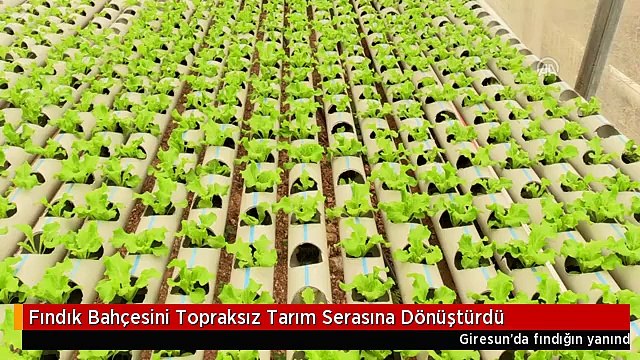 Fındık Bahçesini Topraksız Tarım Serasına Dönüştürdü