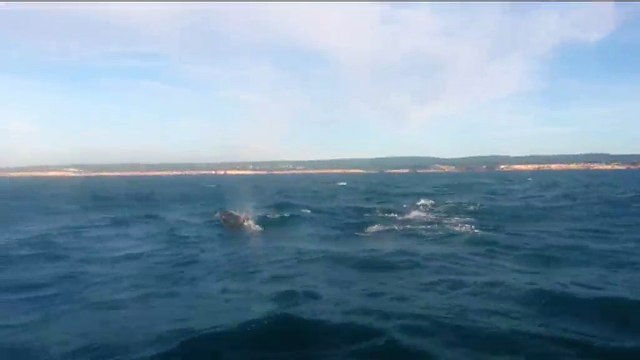 Regardez les dauphins nager près du bateau !