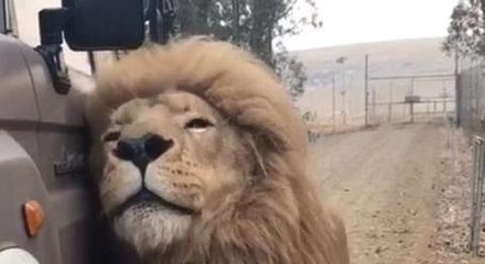 This Lion Likes A Car So Much That He Will Pee On It