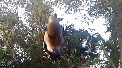 Man wakes up every morning to a woodpecker hammering on his window