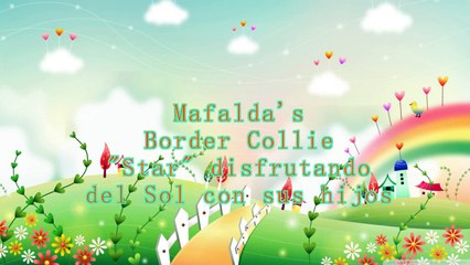 Mafalda's Border Collie -  Star con sus hijos tomando un poco de sol Otoñal.