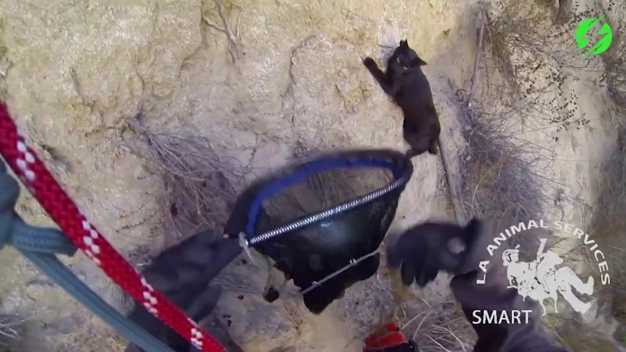 Intervention risquée et vertigineuse pour sauver un chat