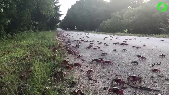Des millions de crabes rouges migrent sur l'île de Christmas