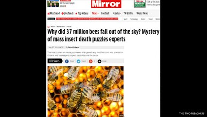 37 Million Bees Fall Out Of The Sky Straight After GMO Plantation In Canada by NativeAmericanNews
