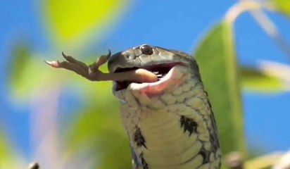 Chim non & sự tàn bạo của loài rắn