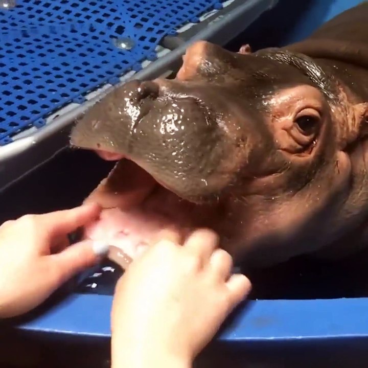 Ce bébé hippopotame a rendez-vous chez le dentiste... Trop mignon