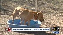 Strangers giving lost dog a ride home to Nebraska