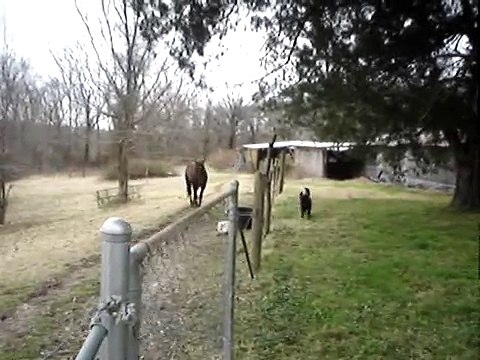 Čovjek je uključio kameru kada je vidio da njegov konj radi nešto neobično. Kada se približio? Divno!