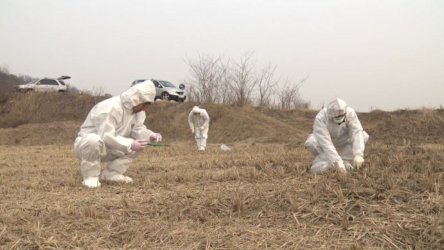 전북 군산 철새 분변에서 AI 항원 검출 / YTN