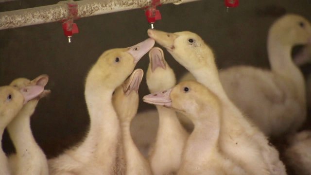 전북 고창 오리 농가 'AI 고병원성' 확진 / YTN