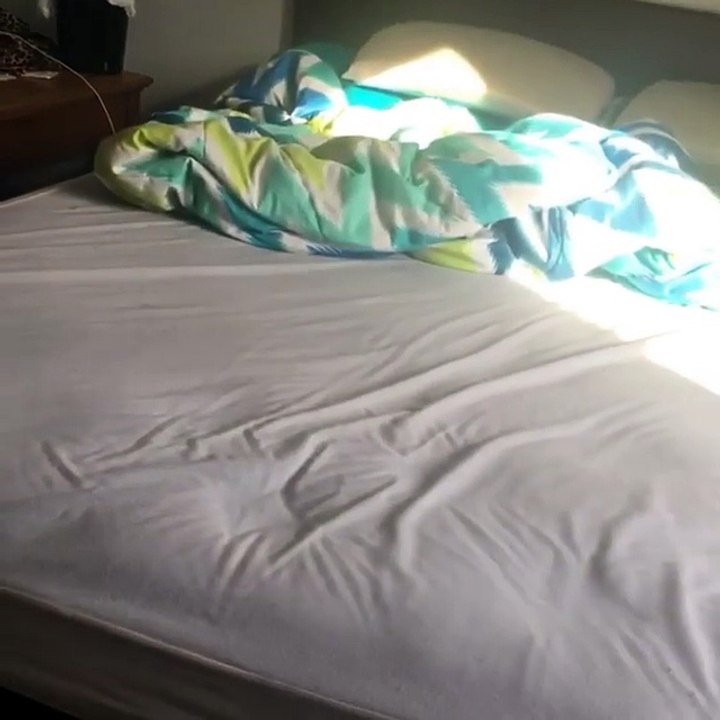 Guilty Dog Left A Clue As To Who Messed Up The Bed Sly Doggie