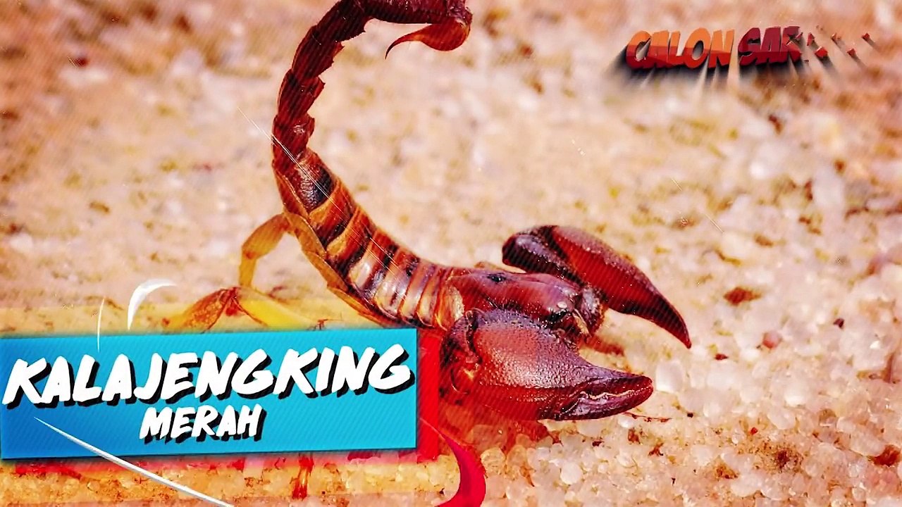 6 HEWAN TROPIS PALING MENAKUTKAN DAN MENGERIKAN YANG ADA DI SELURUH DUNIA!!!