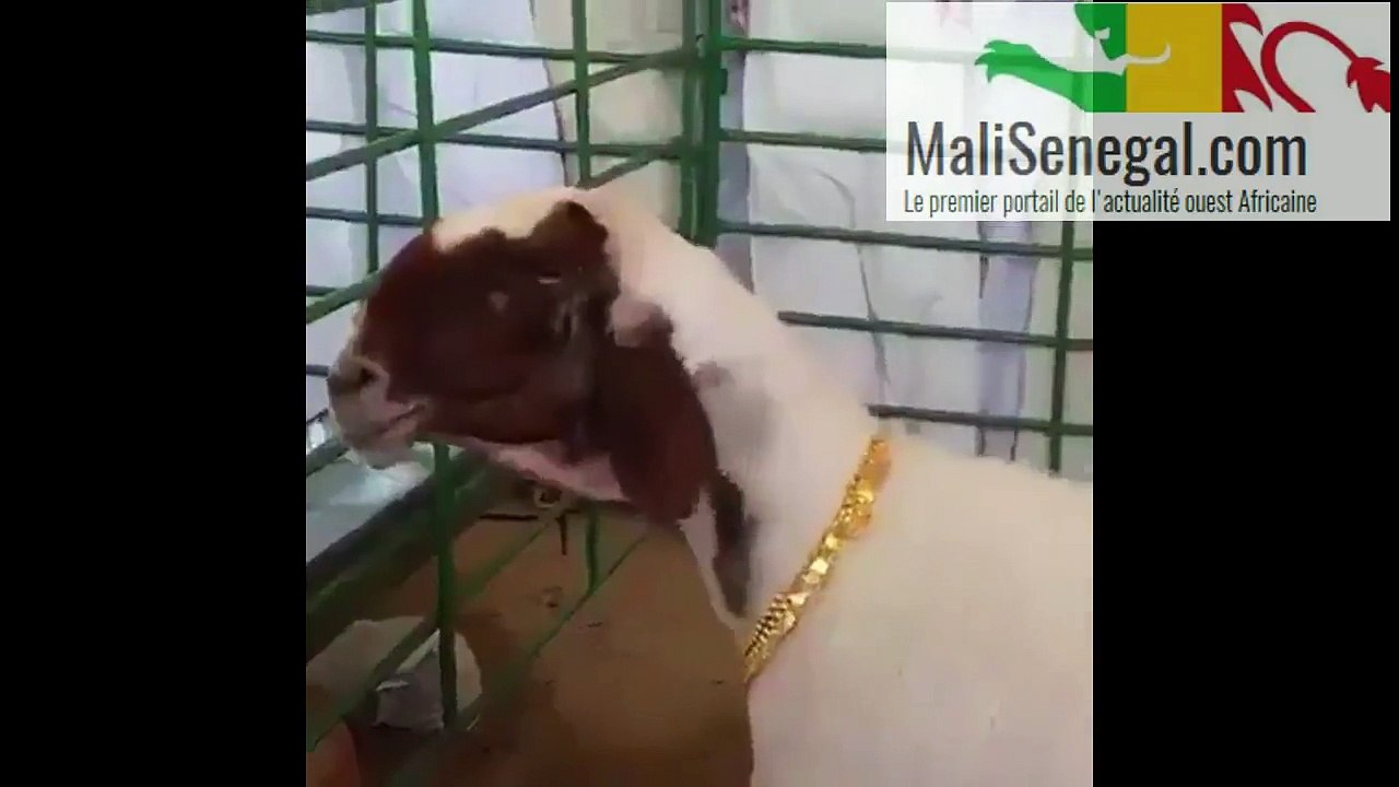 Ce multimilliardaire saoudien achète des colliers en or pour son troupeau de moutons