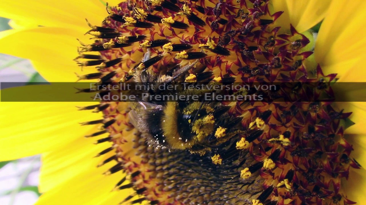 Die Sonnenblume