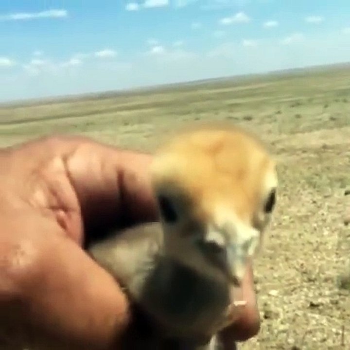 امه تدور عليه سبحانه