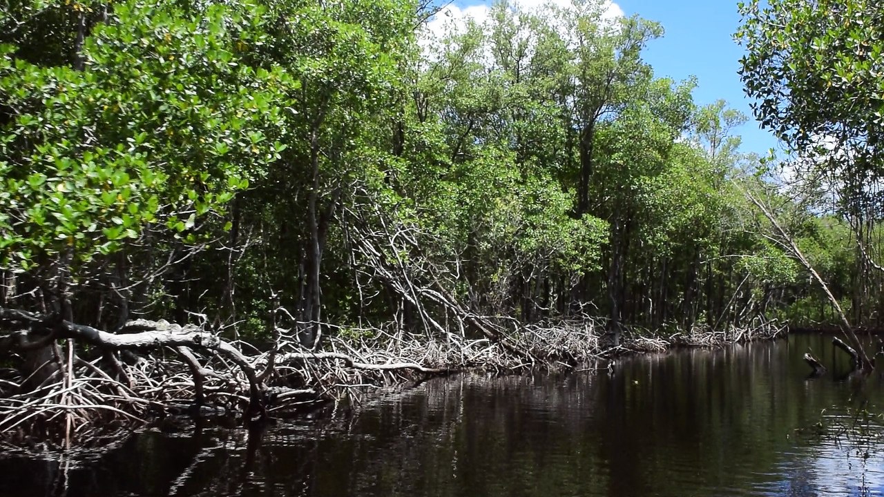 everglades1