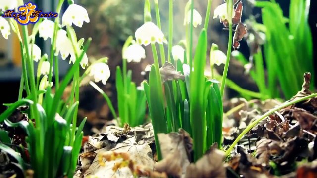 ВОЛШЕБНАЯ МАНТРА, ИСПОЛНЯЕТ ВСЕ ЖЕЛАНИЯ. MAGIC MANTRA