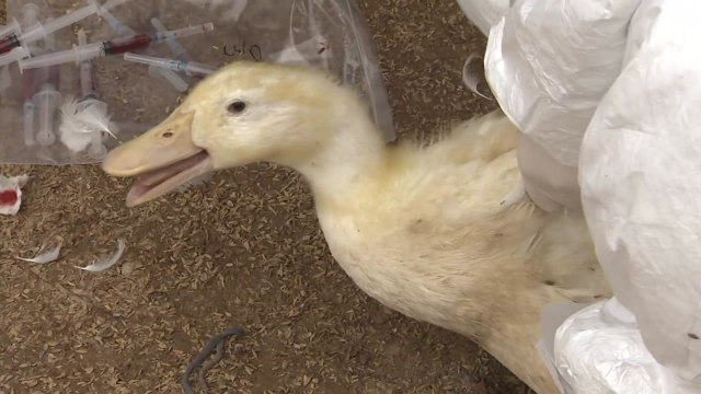 전북 고창 오리 농가 'AI 고병원성'...전국 일시 이동중지 / YTN