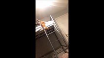 Ce pauvre chat n'a pas la bonne technique pour descendre cette échelle de lit... FAIL