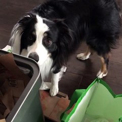 Owner Makes Two Guilty Dogs Clean Up There Own Mess Amazing Dogs