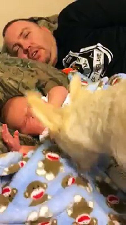 Dog trying to cover up small baby