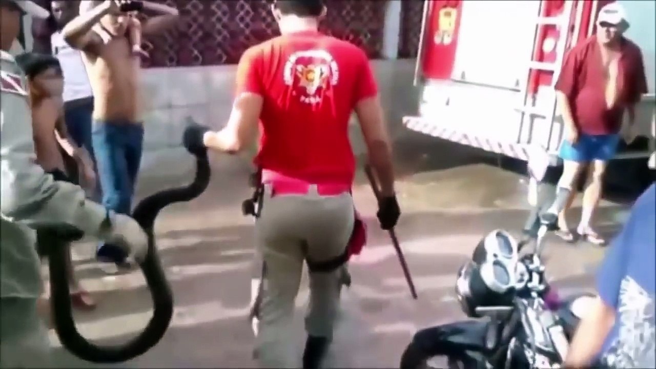 If it were not FILMED no one would BELIEVE IT ✱ Videos you will not believe