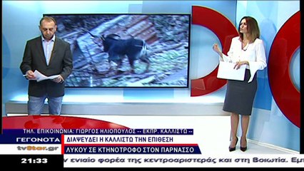 Η περιβαλλοντική οργάνωση Καλλιστώ διαψεύδει τον κτηνοτρόφο για την επίθεση λύκων