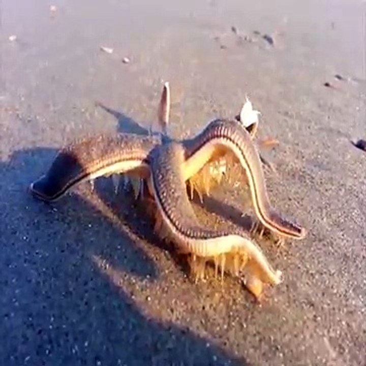 VOILA UNE ETOILE DE MER QUI MARCHE