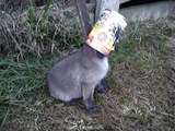 Man Rescues Baby Fox From Tin Can