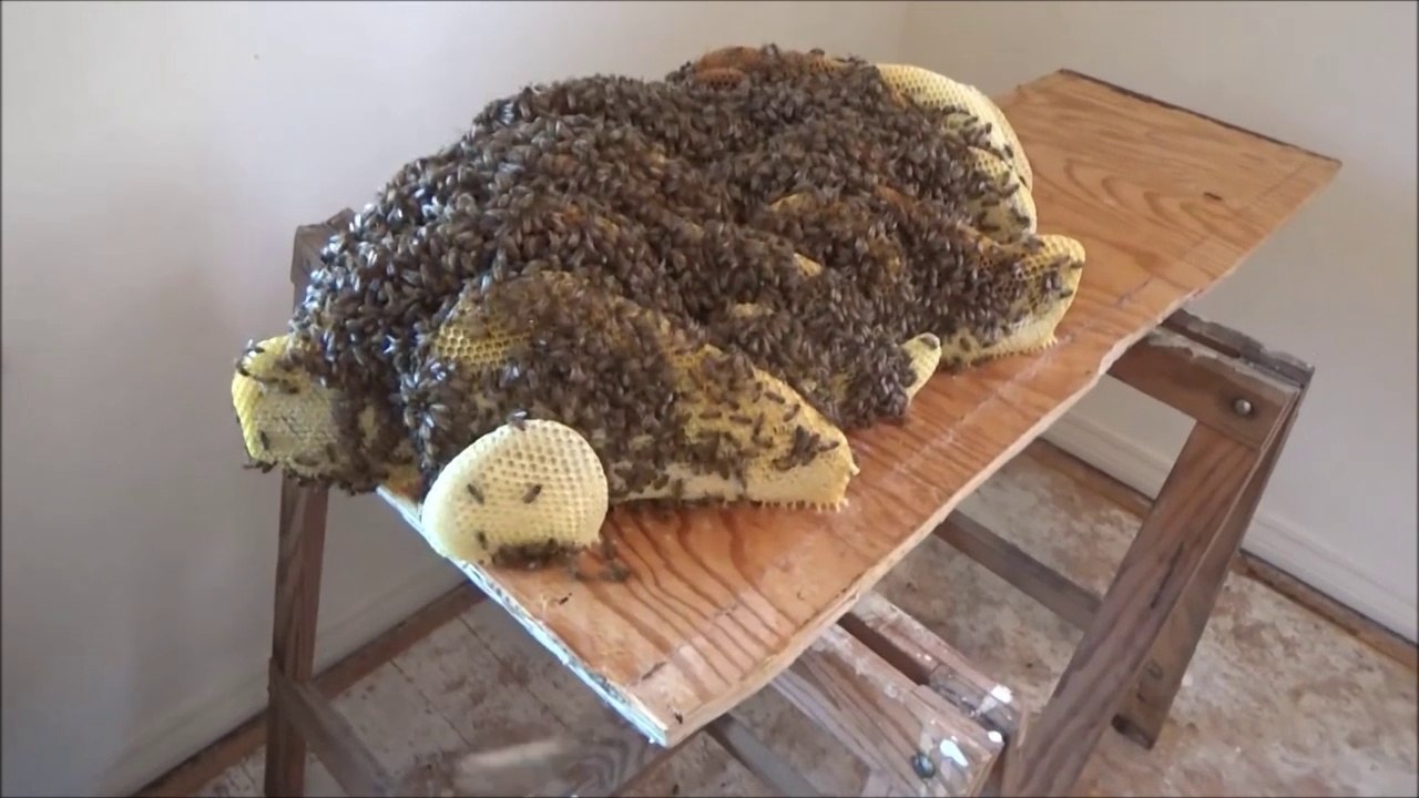 Regardez ce qu'elle avait sous le parquet de sa chambre... Nid d'abeilles géant!