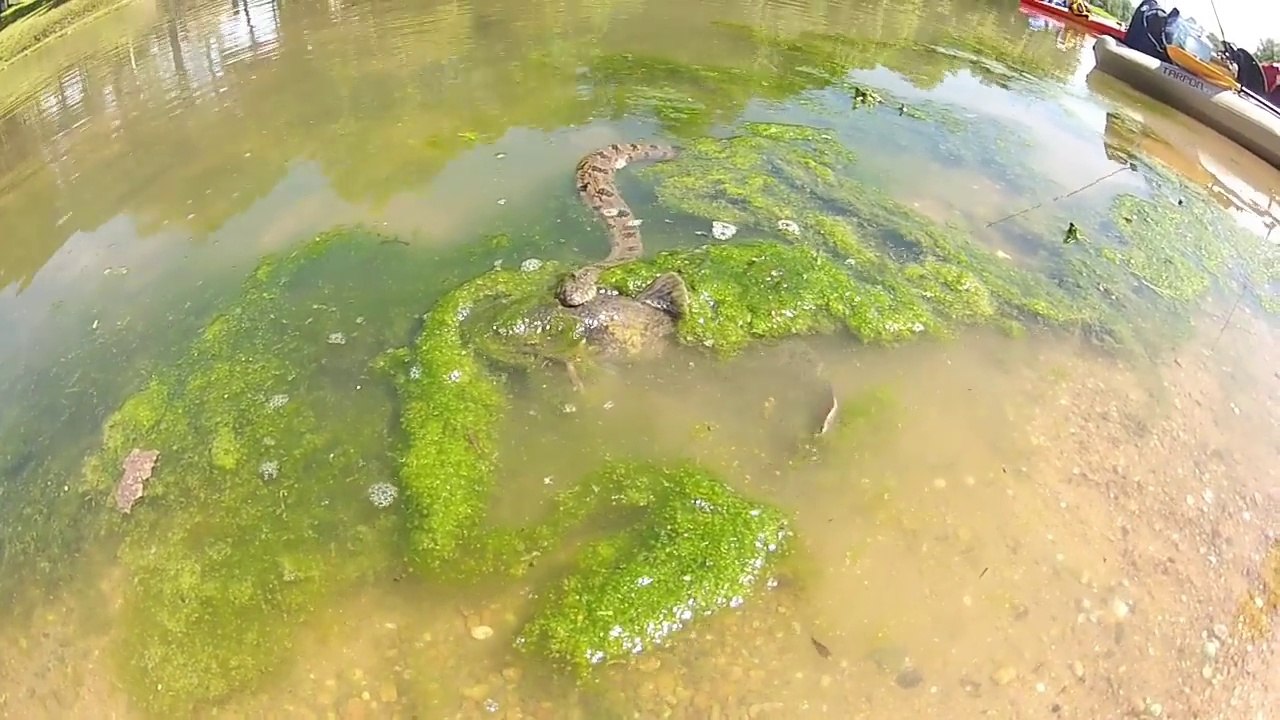 Un serpent essaie d'emporter un gros poisson chat... Pas facile