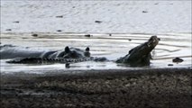 Un crocodile se retrouve piégé par plusieurs hippopotames
