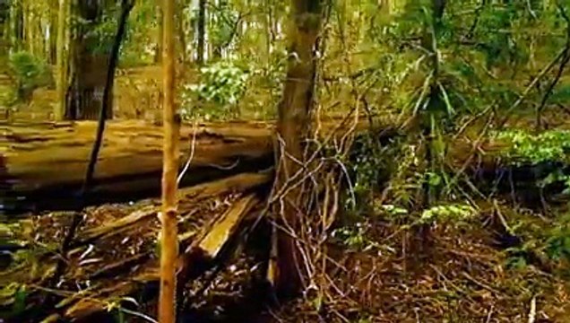 Murder Files With Martin Kemp S01E08 The Backpacker Killer