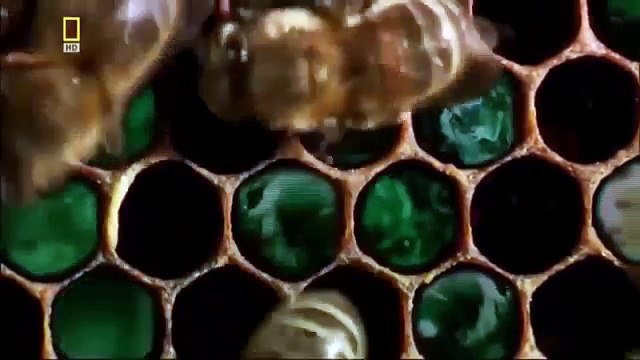 Documentary Ant War of Insects documentaries animal planet HD wild animals