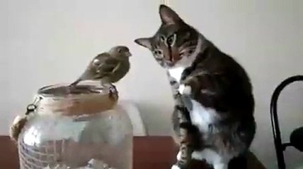 Знакомство кошки с воробьем.